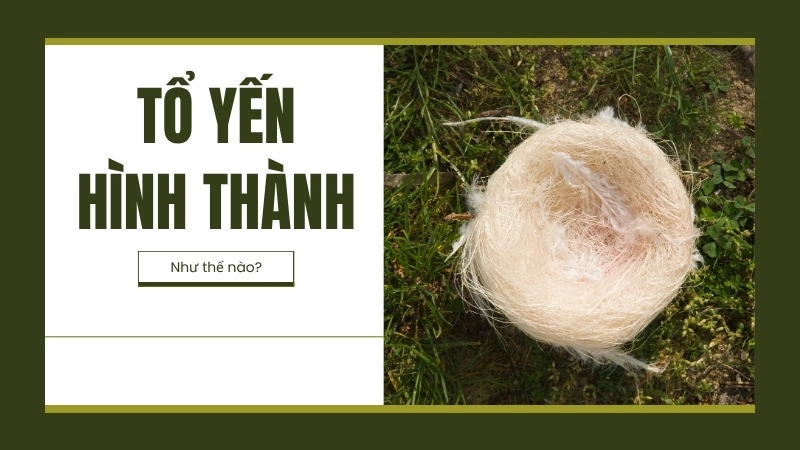 Một chiếc tổ yến trắng tinh khiết đang dần thành hình