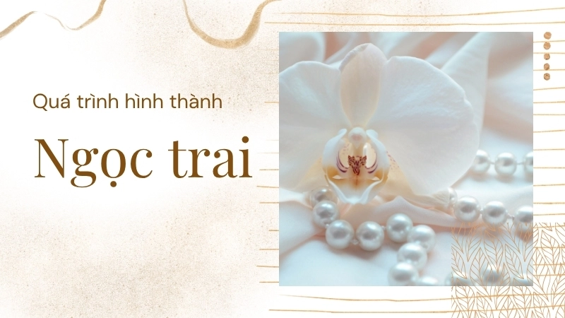  Một chuỗi ngọc trai Akoya sáng bóng với độ tròn và độ bóng cao 