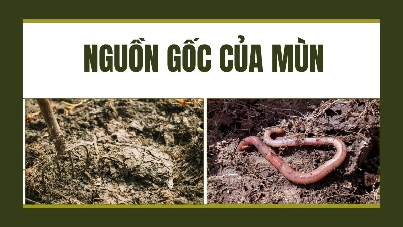 Mùn có nguồn gốc từ vật chất hữu cơ
