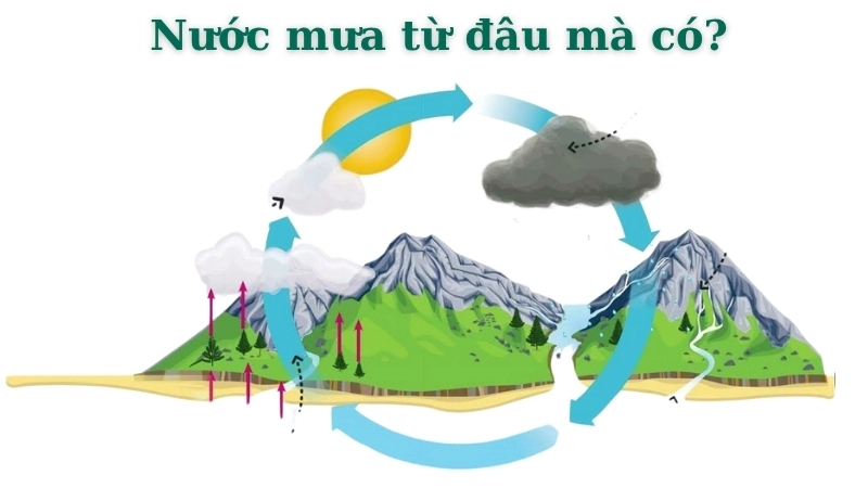  Nước mưa từ đâu ra? Hình ảnh giọt mưa rơi trên lá cây xanh mướt.