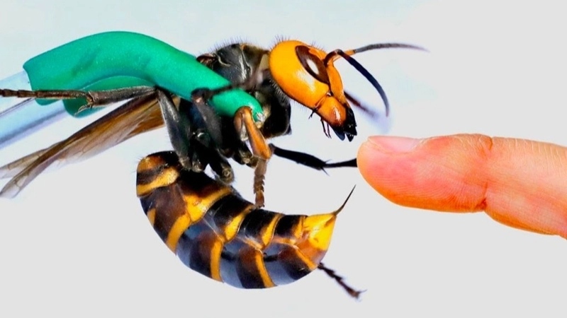 Ong bắp cày đốt có bị sao không?