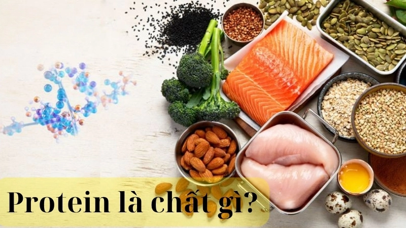 Protein là chất gì?