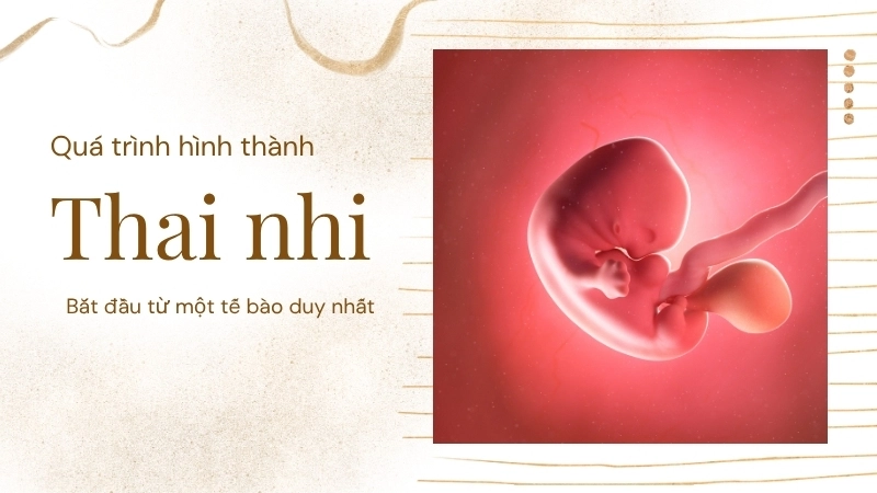 Quá trình hình thành của thai nhi bắt đầu từ một tế bào duy nhất 
