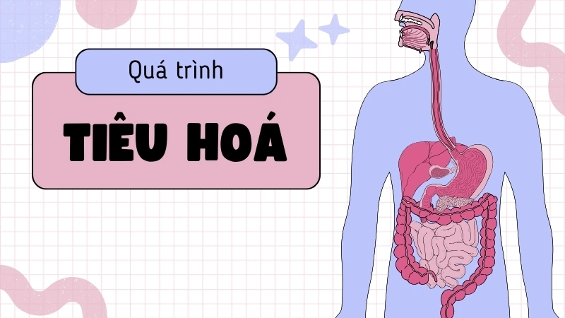 Quá trình tiêu hóa bắt đầu ngay khi thức ăn được đưa vào miệng