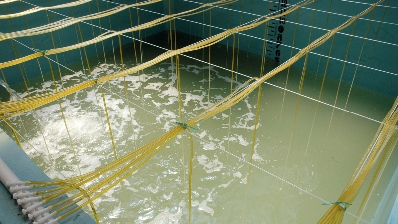  Quản lý chất lượng nước ao nuôi thủy sản với vi sinh hiệu quả.