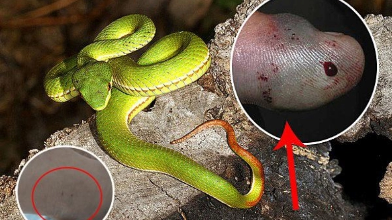 Rắn lục cắn có bị sao không?
