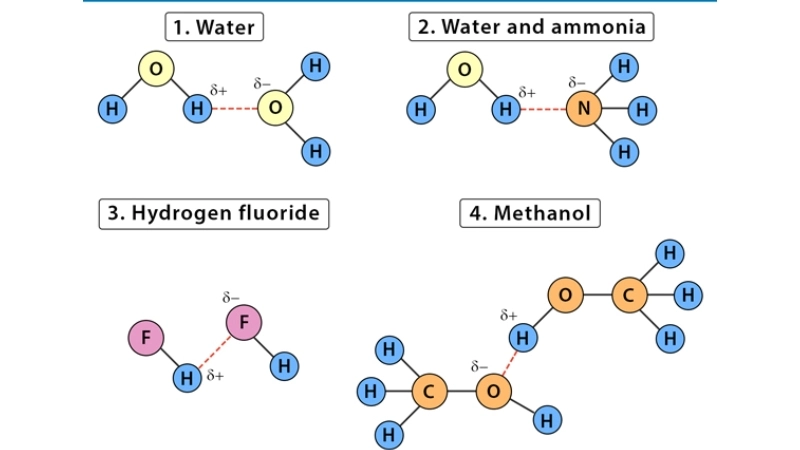 Sơ đồ liên kết hydrogen giữa các phân tử nước 