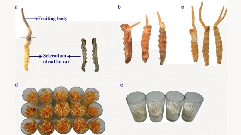 Sơ đồ minh họa nấm Cordyceps ký sinh trên sâu non 