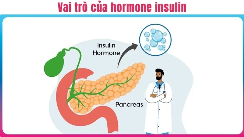 Sơ đồ minh họa vai trò của hormone insulin trong quá trình chuyển hóa đường và hình thành mỡ