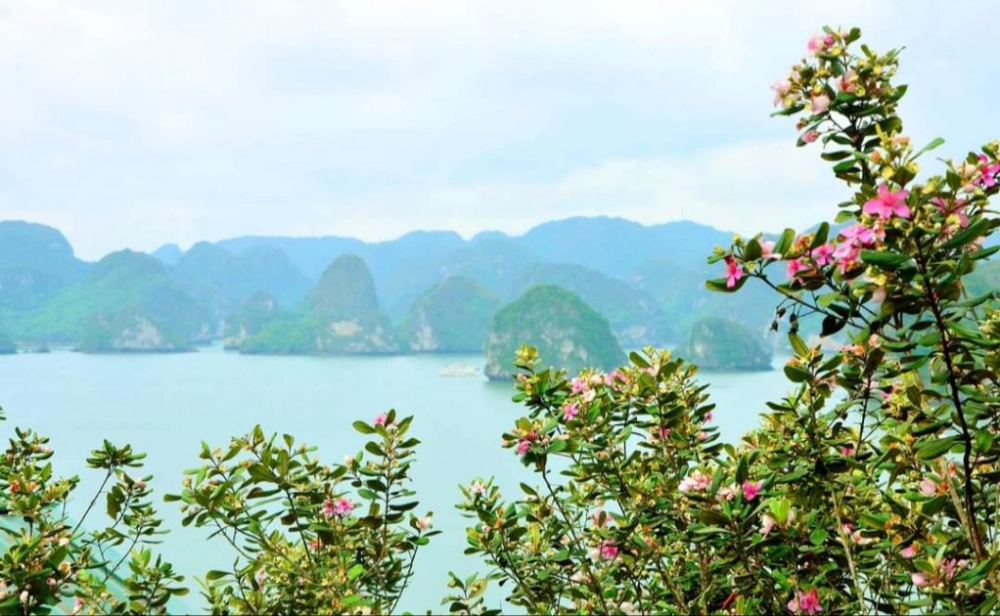 Đảo Soi Sim nổi bật với ngắm hoa sim tím khoe sắc
