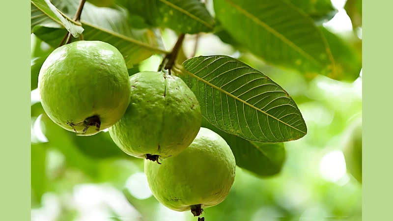  Mẹo sử dụng lá ổi chữa đau răng 