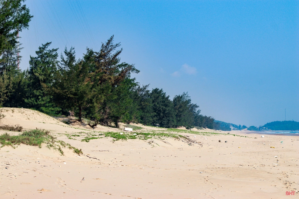 Đi bộ thư giãn giữa khám phá rừng phi lao gần biển xanh mát