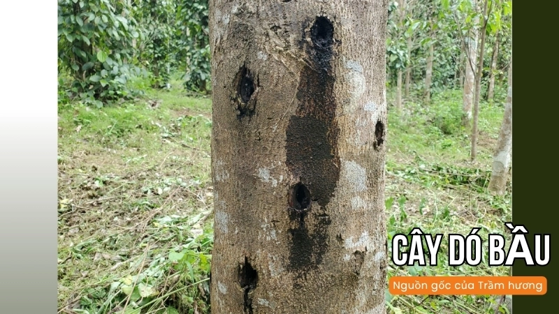 Trầm hương có nguồn gốc từ cây dó bầu