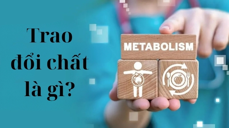 Trao đổi chất là gì?