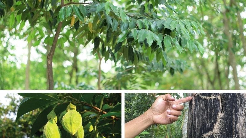 Từ một cây gỗ bình thường, được kết hợp từ nhiều yếu tố để hình thành trầm hương