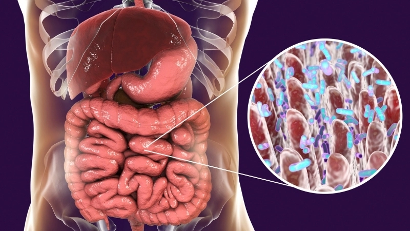 Vi khuẩn đường ruột đóng vai trò quan trọng trong quá trình phân được hình thành như thế nào