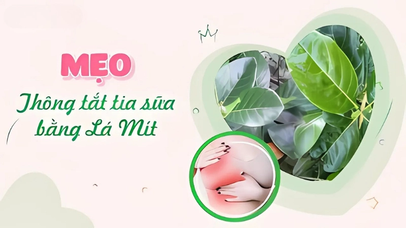 Vì sao lá mít giúp thông tia sữa