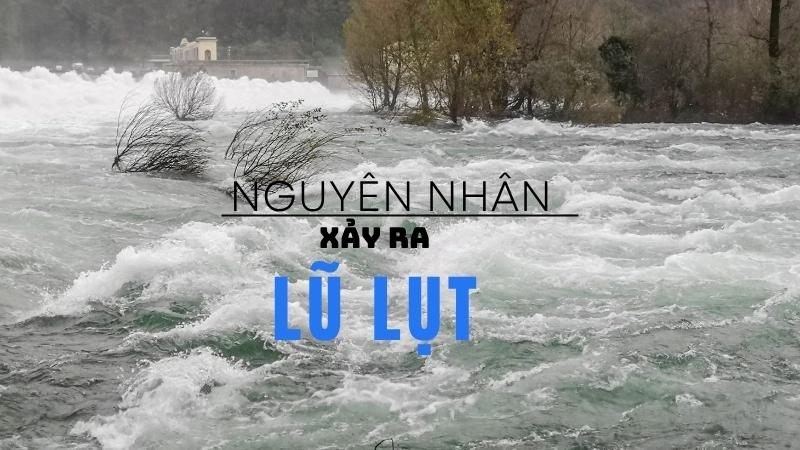  Việc phá rừng đầu nguồn là một trong những nguyên nhân xảy ra lũ lụt nghiêm trọng do con người gây ra