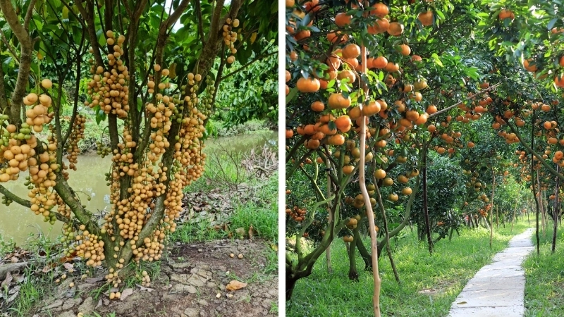  Vườn trái cây Hậu Giang trĩu quả