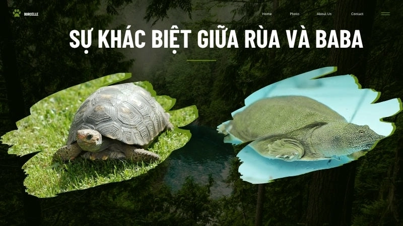  Ba ba có mai mềm mại, khác hẳn với vỏ cứng của rùa thông thường