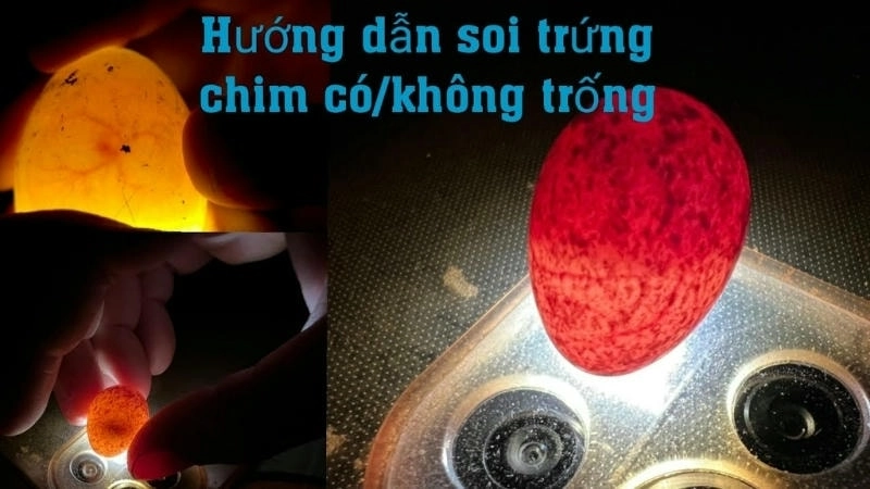  Cách soi trứng dưới đèn pin để nhận biết trứng ung