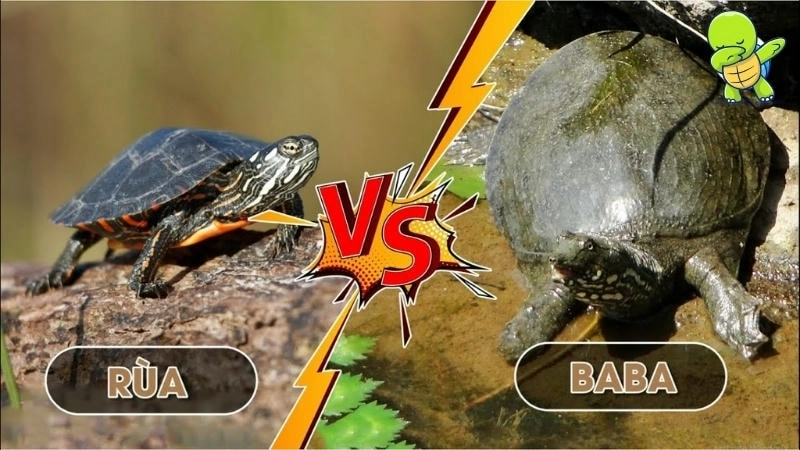  Chân có màng bơi đặc trưng giúp ba ba di chuyển nhanh nhẹn dưới nước