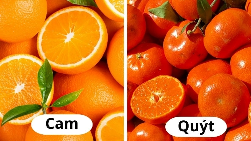 Dễ dàng phân biệt cam và quýt qua đặc điểm hình dáng