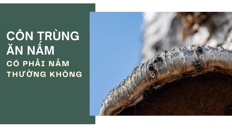 Đừng tin vào việc côn trùng ăn nấm để phân biệt nấm độc với nấm thường