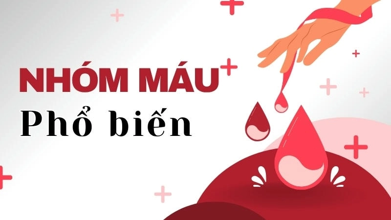 Hệ thống phân loại nhóm máu phổ biến nhất là hệ ABO và hệ Rh