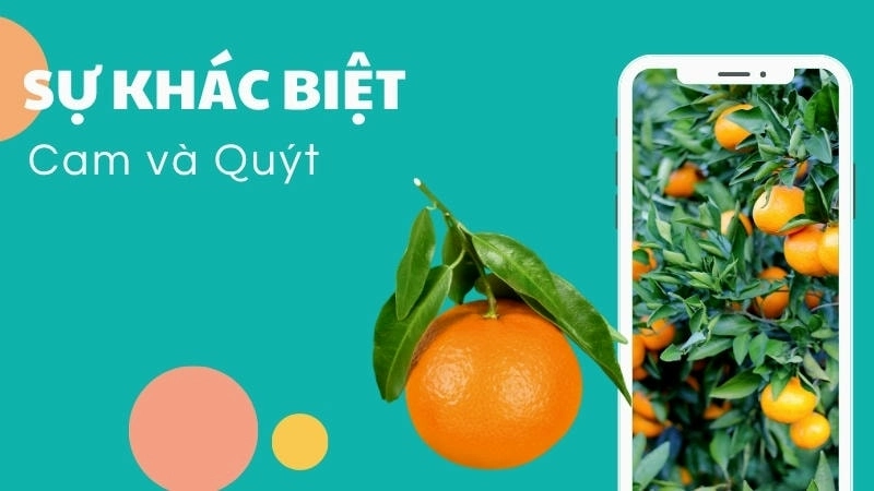  Hình dáng cam và quýt khác nhau rõ rệt về kích thước