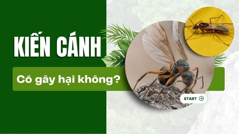 Kiến cánh không gây hại nghiêm trọng cho con người hay tài sản