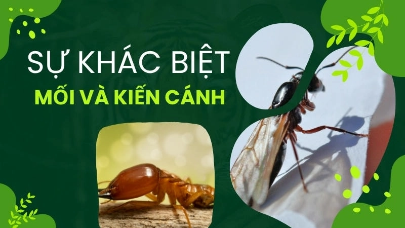 Mối cánh và kiến cánh đều có vẻ ngoài tương đồng, nhưng cánh mối lại có kích thước bằng nhau