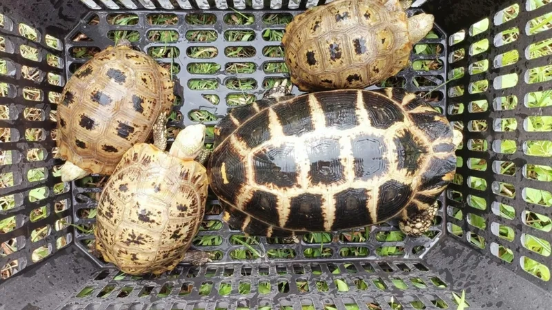  Một chú rùa con, khó để phân biệt giới tính bằng mắt thường