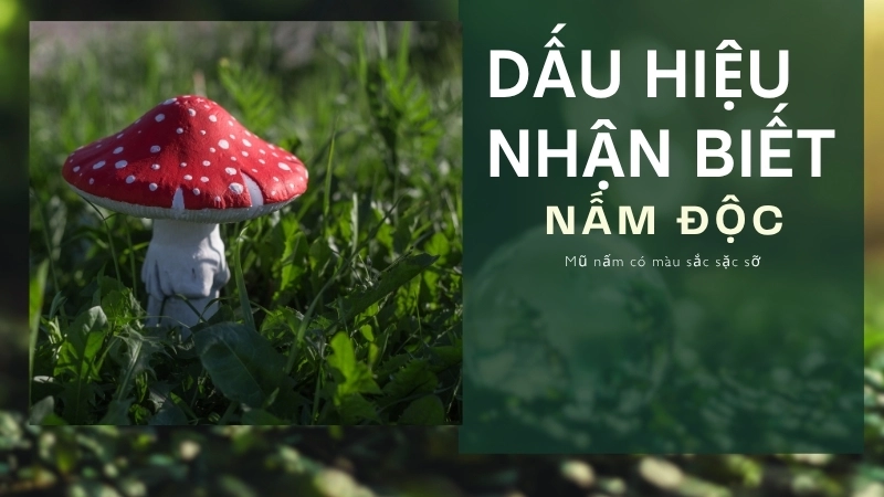 Mũ nấm có màu sắc sặc sỡ là một dấu hiệu của nấm độc cần lưu ý