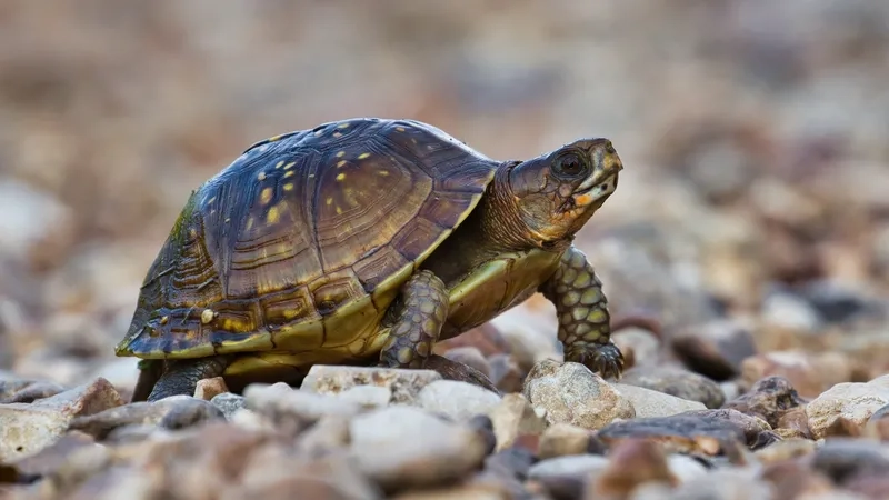 Rùa cái sinh sản ở một khu vực đất