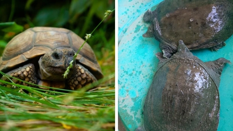  Rùa có thể ăn nhiều loại rau củ quả, khác với chế độ ăn thịt của ba ba