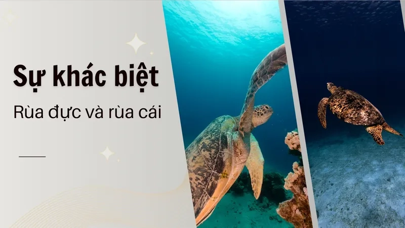 Rùa đực và rùa cái có những hành vi khác nhau