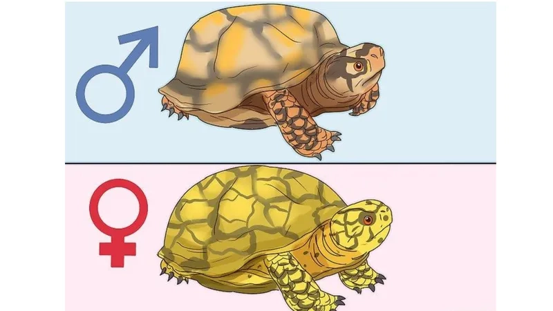 So sánh kích thước tổng thể giữa rùa đực và rùa cái trưởng thành