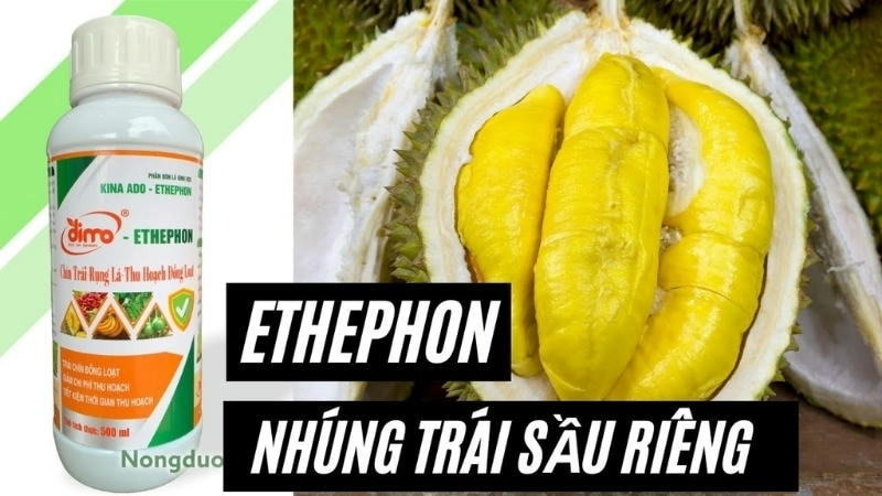  Thuốc nhúng sầu riêng thường là Ethephon, một chất kích thích chín