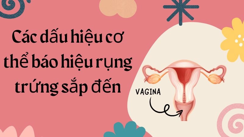 Các dấu hiệu cơ thể báo hiệu rụng trứng sắp đến